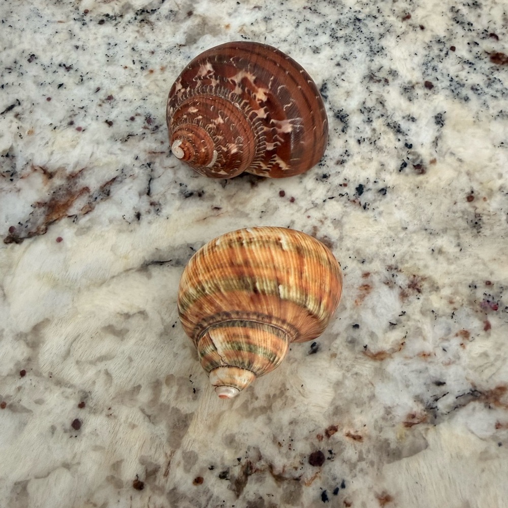 Tapestry Turbo Shell and Land Snail Shells